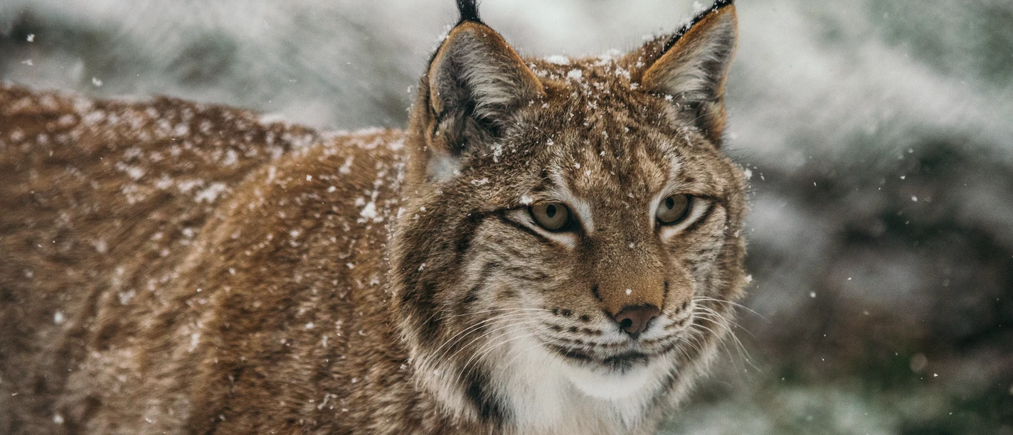 Luchs im Winter