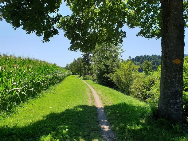 Der Wigger entlang bis nach Willisau