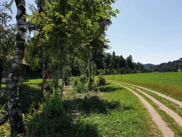 Der Wigger entlang bis nach Willisau