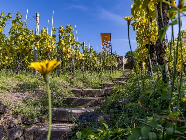 Weinsicht Schloss Wackerbarth
