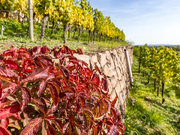 Weinwandern in Radebeul