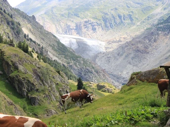 Wanderung von der Belalp über die Hängebrücke zur Riederalp