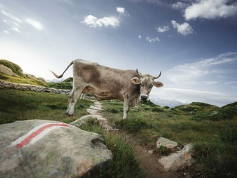 Rundwanderung von der Moosfluh via Märjelensee zur Riederalp