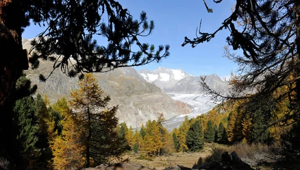 Wanderung von der Riederalp durch den Aletschwald zu den Chatzulechern