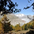 Wanderung von der Riederalp durch den Aletschwald zu den Chatzulechern