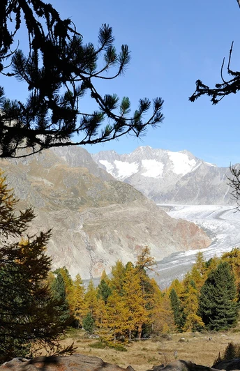 Wanderung von der Riederalp durch den Aletschwald zu den Chatzulechern