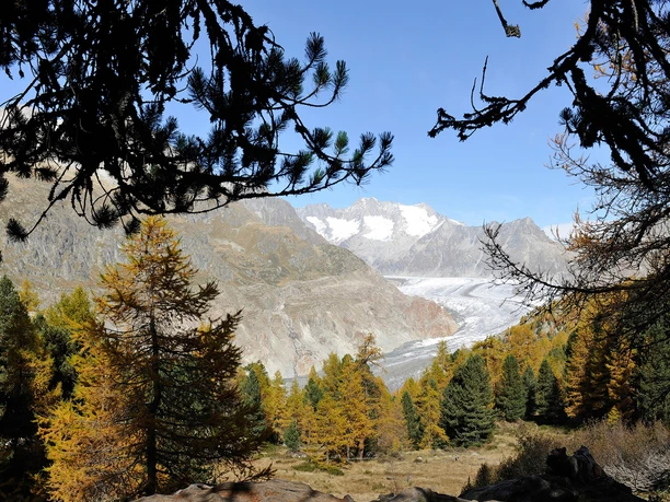 Wanderung von der Riederalp durch den Aletschwald zu den Chatzulechern