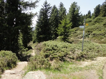 Themenweg Casselweg rund um das Riederhorn