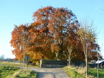 Lärchenstraße oben