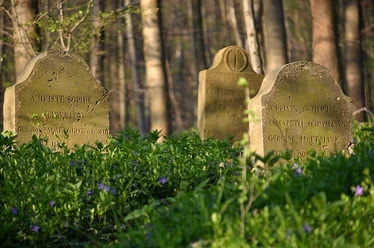 apothekergraeber-900003549-22700-11.webp Drei verwitterte Grabsteine in einem Wald, umgeben von frischem Frühlingsgrün und violetten Blumen.