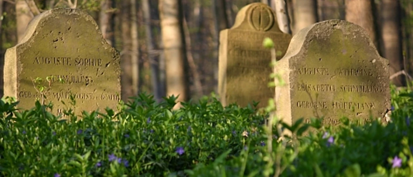 apothekergraeber-900003549-22700-11.webp Drei verwitterte Grabsteine in einem Wald, umgeben von frischem Frühlingsgrün und violetten Blumen.