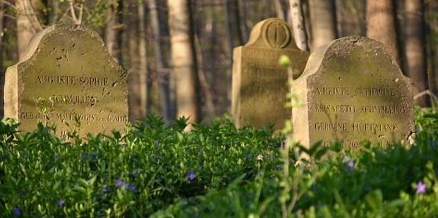 apothekergraeber-900003549-22700-11.webp Drei verwitterte Grabsteine in einem Wald, umgeben von frischem Frühlingsgrün und violetten Blumen.