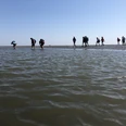 IMG_3522.jpeg Gruppe Wattwandernder durchquert den Priel (wasserführende tiefe Stelle im Watt)