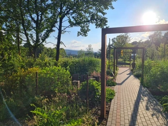 Ein gepflegter Gartenweg führt durch grüne Beete mit Bäumen, erleuchtet von der strahlenden Sonne.