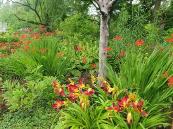 Bunte Blütenpracht mit roten und gelben Lilien, umgeben von üppigem Grün und einem Baumstamm.