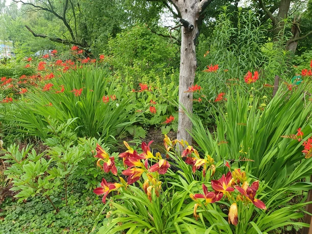 schoepfungsgarten_c_team_schoepfungsgarten (8).jpg Bunte Blütenpracht mit roten und gelben Lilien, umgeben von üppigem Grün und einem Baumstamm.