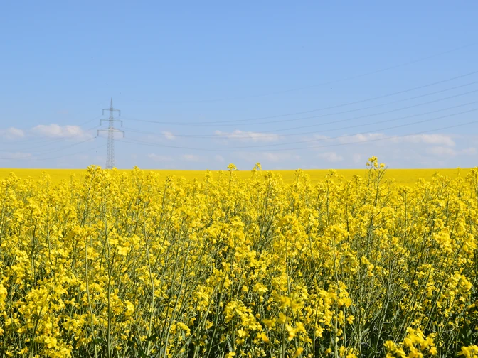 Entlang von Rapsfeldern