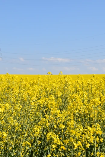 Entlang von Rapsfeldern Entlang von Rapsfeldern