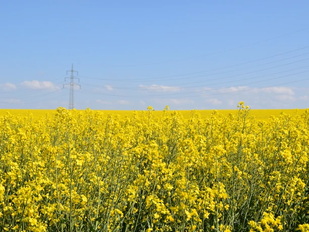 Entlang von Rapsfeldern Entlang von Rapsfeldern