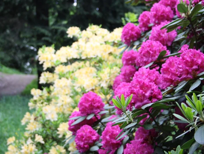 Blütenpracht auf dem Hutberg