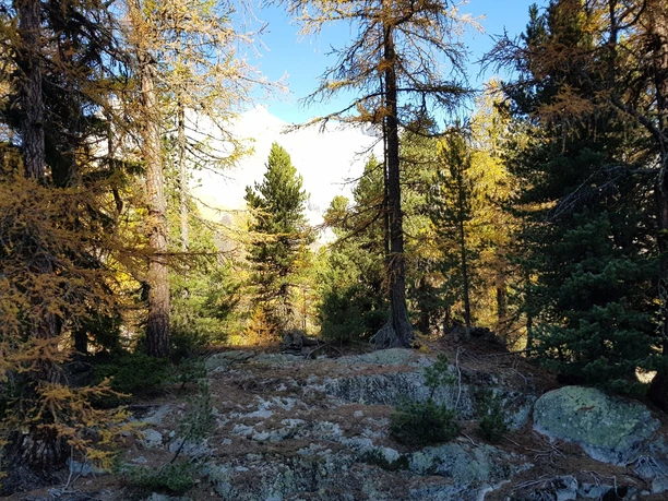 Rundwanderung von der Riederalp via Grünsee, Silbersand und zurück