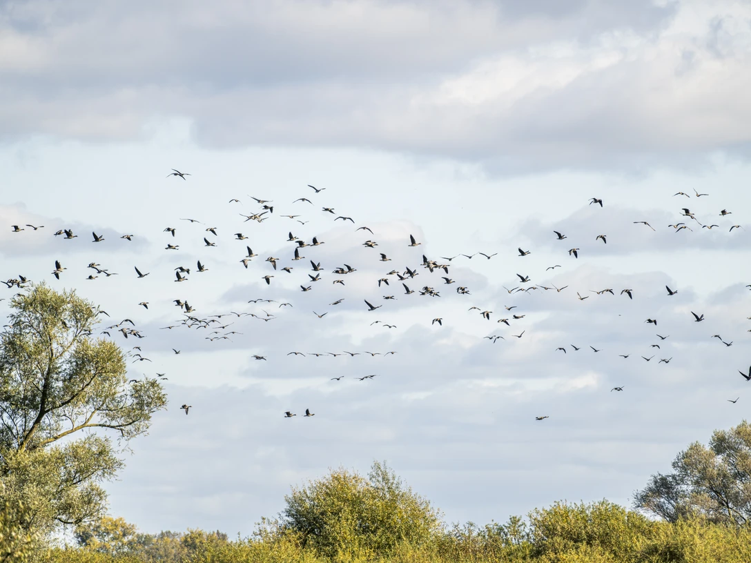 Vogelzug im Biosphärenreservat Niedersächsische Elbtalaue Vogelzug im Biosphärenreservat Niedersächsische ElbtalaueBird migration in the Lower Saxony Elbe Valley Biosphere ReserveFugletræk i biosfærereservatet Elbedalen i NiedersachsenVogeltrek in het biosfeerreservaat Elbevallei in Nedersaksen
