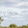 Vogelzug im Biosphärenreservat Niedersächsische Elbtalaue Vogelzug im Biosphärenreservat Niedersächsische ElbtalaueBird migration in the Lower Saxony Elbe Valley Biosphere ReserveFugletræk i biosfærereservatet Elbedalen i NiedersachsenVogeltrek in het biosfeerreservaat Elbevallei in Nedersaksen