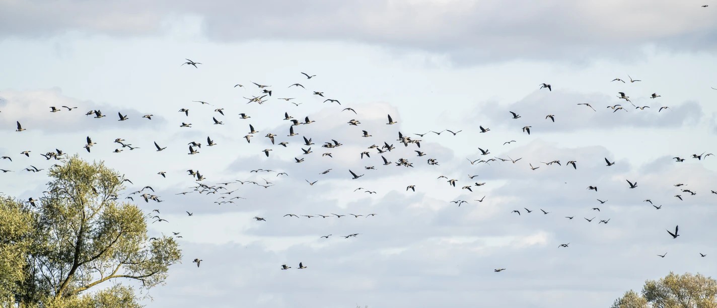 Vogelzug im Biosphärenreservat Niedersächsische Elbtalaue Vogelzug im Biosphärenreservat Niedersächsische Elbtalaue