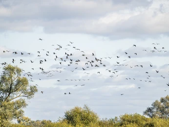 Vogelzug im Biosphärenreservat Niedersächsische Elbtalaue Vogelzug im Biosphärenreservat Niedersächsische Elbtalaue