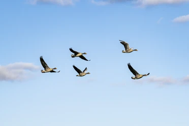 Graugänse im Biosphärenreservat Niedersächsische Elbtalaue Fliegende Graugänse im Biosphärenreservat Niedersächsische Elbtalaue