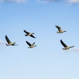 Graugänse im Biosphärenreservat Niedersächsische Elbtalaue Fliegende Graugänse im Biosphärenreservat Niedersächsische ElbtalaueFlying greylag geese in the Lower Saxony Elbe Valley Biosphere ReserveOies cendrées volantes dans la réserve de biosphère de Niedersächsische ElbtalaueVliegende grauwe ganzen in het biosfeerreservaat Elbe-vallei in NedersaksenFlyvende grågæs i biosfærereservatet Elbedalen i Niedersachsen