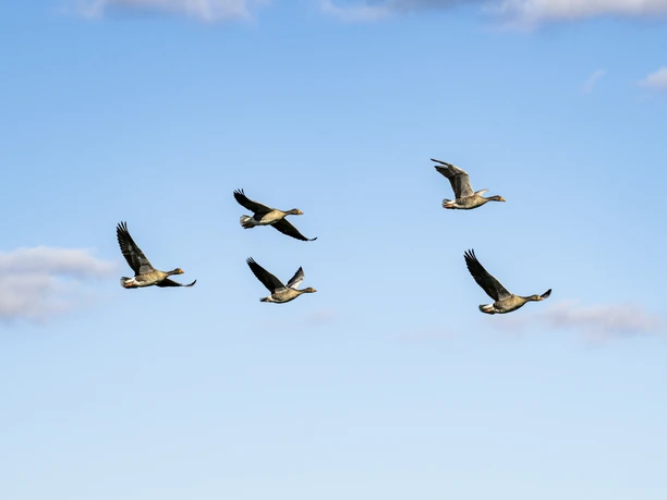 Graugänse im Biosphärenreservat Niedersächsische Elbtalaue Fliegende Graugänse im Biosphärenreservat Niedersächsische Elbtalaue