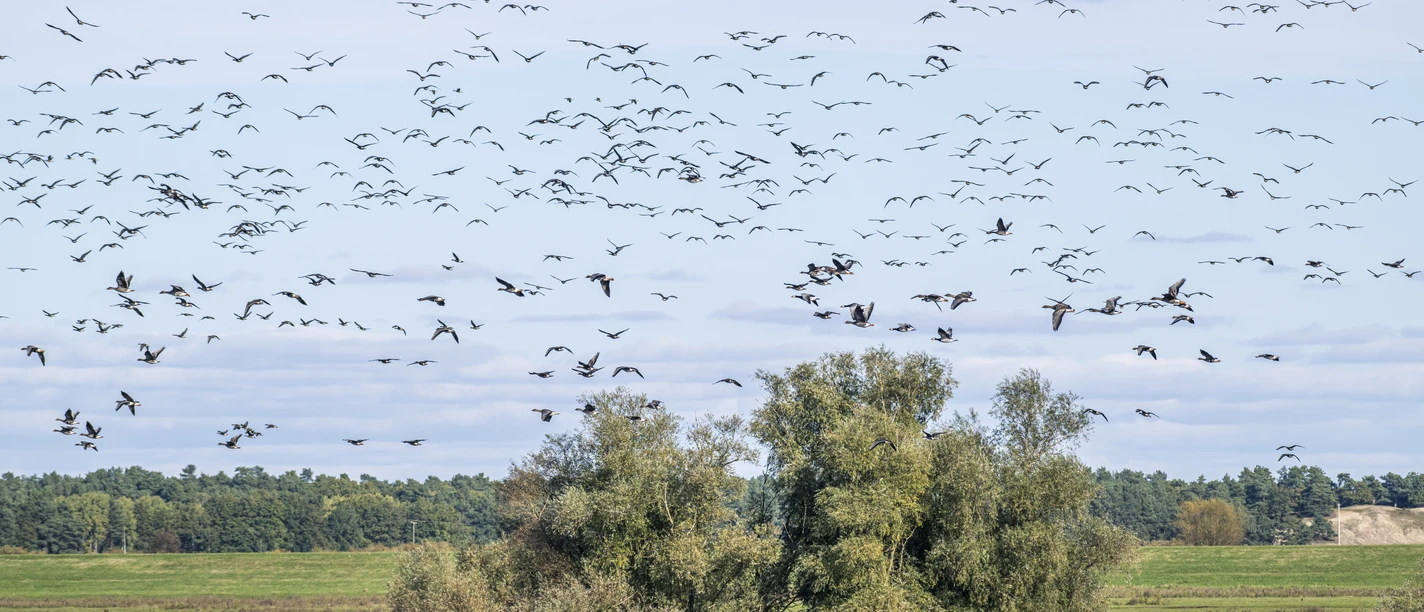 Bird migration on the Elbe in Radegast (Bleckede) Bird migration on the Elbe in the Bleckede district of Radegast in the Lower Saxony Elbe Valley Biosphere Reserve.