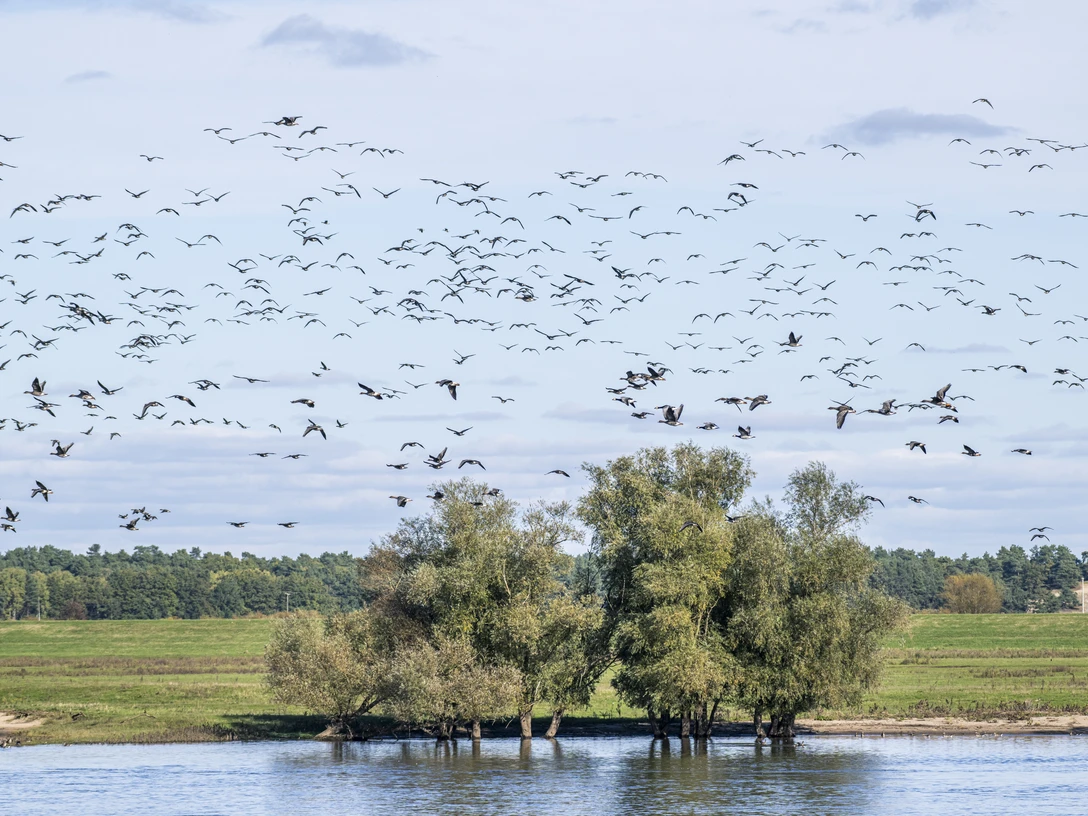 Vogeltrek op de Elbe in Radegast (Bleckede) Vogelzug an der Elbe im Bleckeder Ortsteil Radegast im Biosphärenreservat Niedersächsische Elbtalaue.Bird migration on the Elbe in the Bleckede district of Radegast in the Lower Saxony Elbe Valley Biosphere Reserve.Migration des oiseaux le long de l'Elbe dans le quartier de Radegast à Blecked, dans la réserve de biosphère de la vallée de l'Elbe en Basse-Saxe.Vogeltrek op de Elbe in het Bleckede district Radegast in het Niedersächsische Elbe Valley Biosphere Reserve.Fugletræk på Elben i Bleckede-distriktet Radegast i biosfærereservatet Elbedalen i Niedersachsen.
