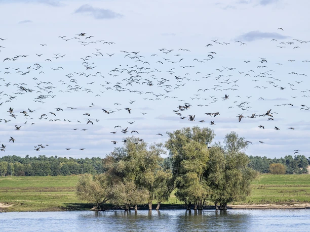 Vogelzug an der Elbe in Radegast (Bleckede) Vogelzug an der Elbe im Bleckeder Ortsteil Radegast im Biosphärenreservat Niedersächsische Elbtalaue.