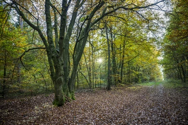 Wanderweg zum Telegraphenberg in Breetze schöner Wanderweg zum Telegraphenberg in herbstlicher Stimmung