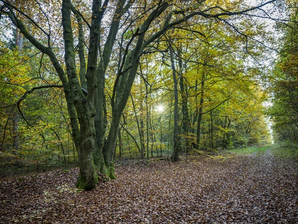 Wanderweg zum Telegraphenberg in Breetze schöner Wanderweg zum Telegraphenberg in herbstlicher Stimmung