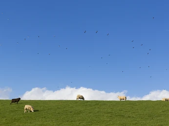 Schafe auf dem Deich.jpg