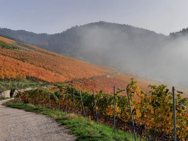 Kappelrodeck Weinberge im Herbst