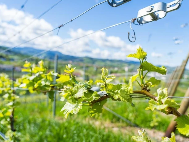 Weinbau Kappelrodeck