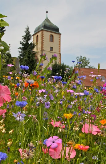 Bunt blühende Blumenwiese im Hintergrund die "Alte Kirche Fautenbach"