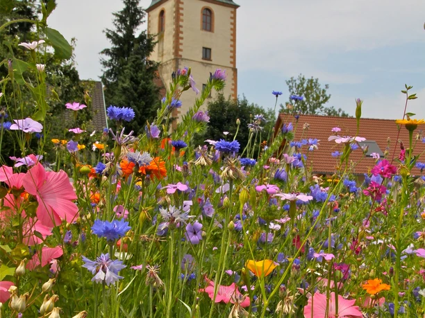 Bunt blühende Blumenwiese im Hintergrund die "Alte Kirche Fautenbach"