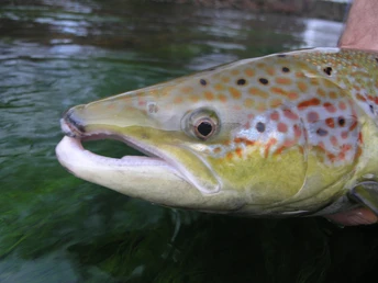 Der erste Murglachs - Porträt.