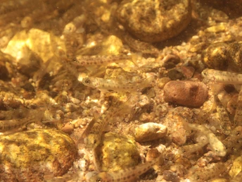 Lachsbrut in der Murg.