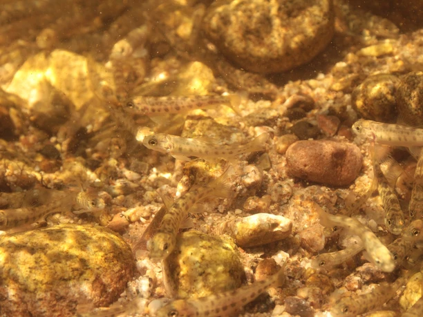 Lachsbrut in der Murg.