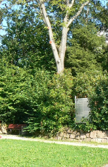 Blick auf den Startpunkt des Keltischen Baumpfads, eingewachsene Bank in mitten vieler Sträucher mit Info-Tafel.