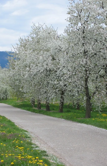 Weiß blühende Kirschbäume neben einem Landwirtschaftlichen Weg, in weiter Ferne zwei Radfahrer von hinten.