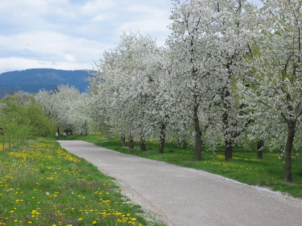 Weiß blühende Kirschbäume neben einem Landwirtschaftlichen Weg, in weiter Ferne zwei Radfahrer von hinten.