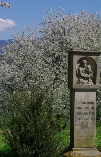 Weiß blühende Kirschbäume, im Hintergrund der Schwarzwald mit der Hornisgrinde, davor eine viereckige Marienstatue