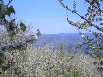 Weiß blühende Kirschbäume, im Hintergrund der Schwarzwald mit der Hornisgrinde.